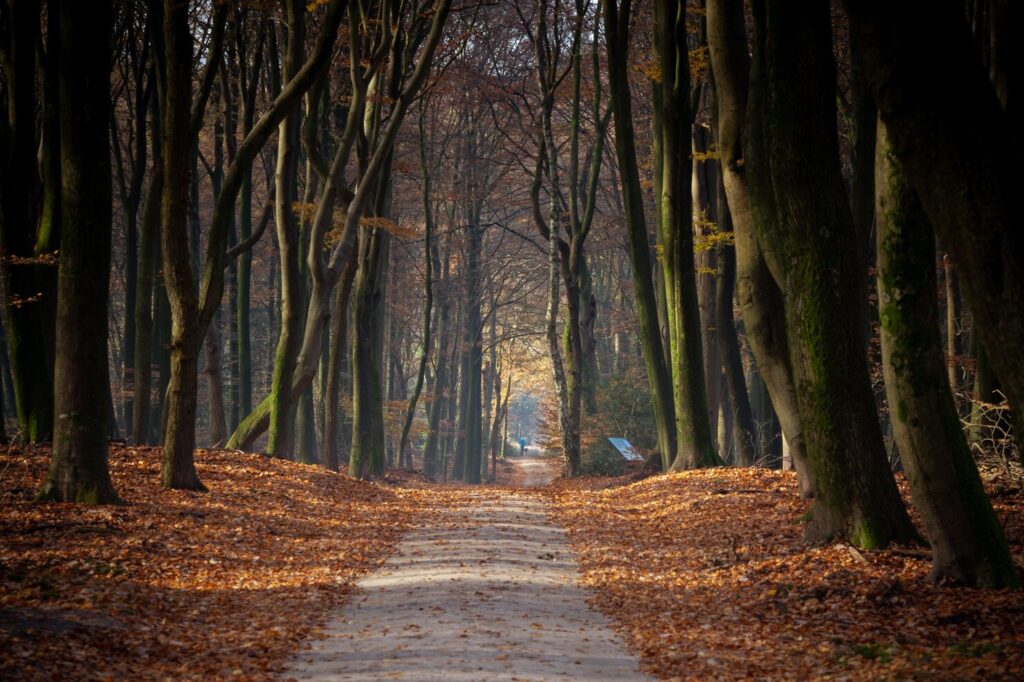 pathway-surrounded-by-trees-leaves-forest-sunlight-autumn